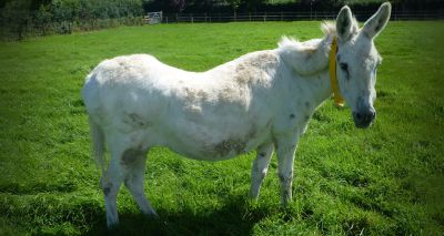 Teamwork key to tackling equine obesity, experts conclude